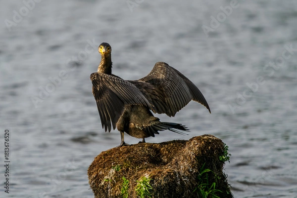 Fototapeta A great cormorant dries its wings on a stump above a pond.