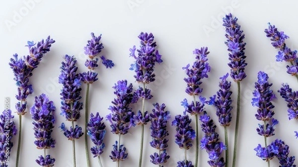 Obraz Detailed Close Up of Purple Lavender Flowers on White Background with Natural Light for Aromatherapy and Relaxation Purposes Perfect for Summer Time