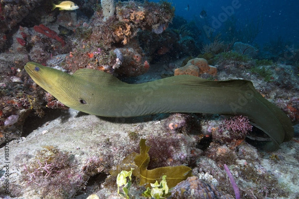 Obraz Moray Eel (Florida)
