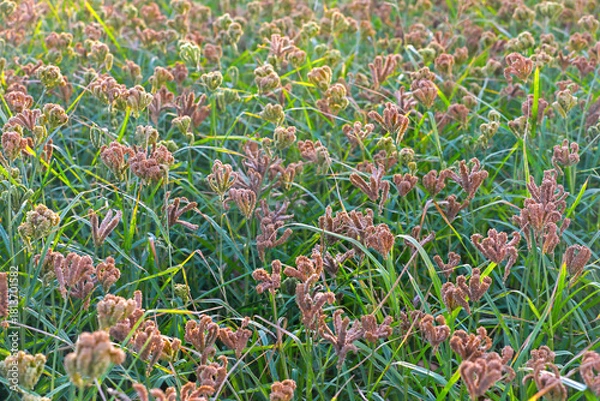 Obraz Finger Millet Crop Field (Ragi Field)