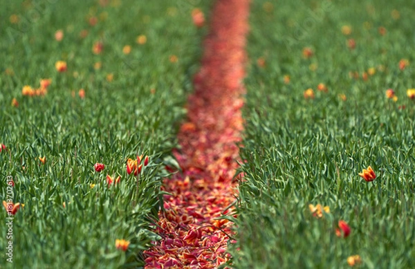Obraz Tulips petals between the rows in the field          