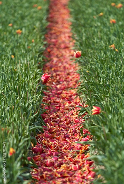 Fototapeta Tulips petals between the rows in the field          