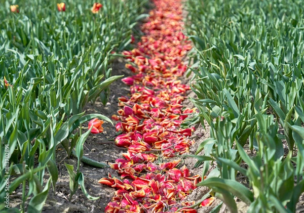 Obraz Tulips petals between the rows in the field          