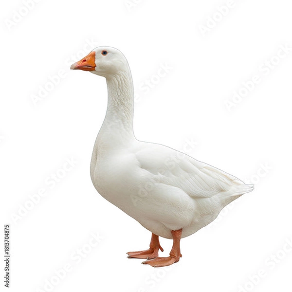 Fototapeta A majestic white goose stands on a transparent background showcasing its elegant profile and orange beak a detailed poultry portrait with crisp feathers and a natural stance perfect for agricultural