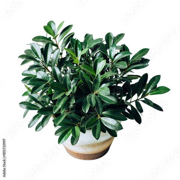 Obraz A Lush Green Potted Plant With Dark Leaves And A Textured Ceramic Pot On A Transparent Background With Soft Lighting Ideal For Decor And Design Projects