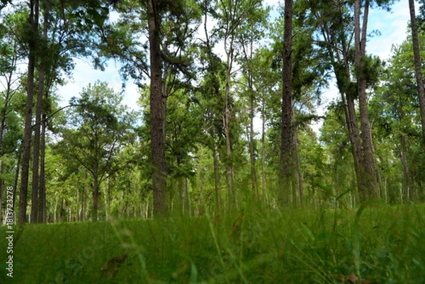 Fototapeta Mae Taeng Pine Forest