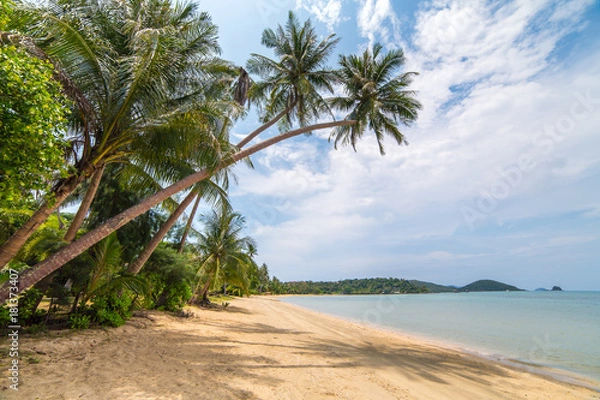 Fototapeta Palm trees on beautiful tropical beach on Koh Chang island in Thailand