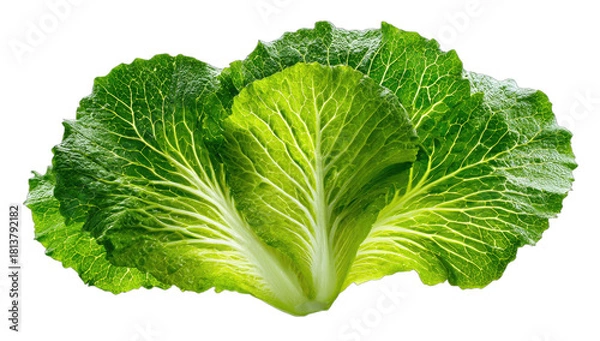 Fototapeta A vibrant, close-up view of a head of lettuce isolated on a black background