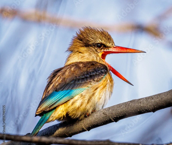 Obraz kingfisher on branch