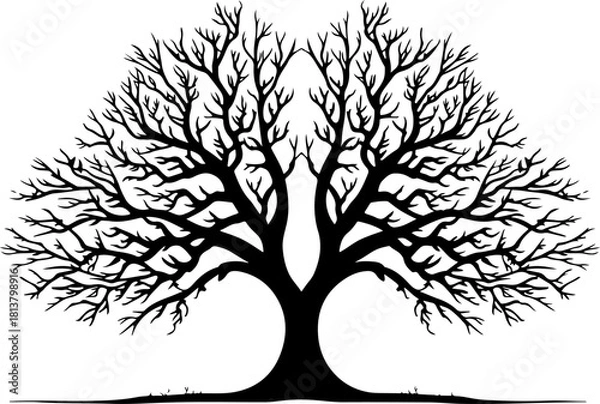 Fototapeta Leafless Tree Silhouette