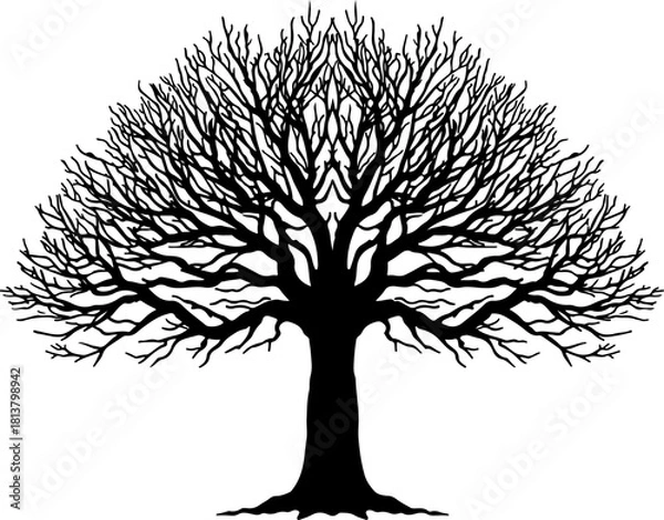 Fototapeta Leafless Tree Silhouette