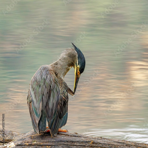 Obraz Preening Sunset