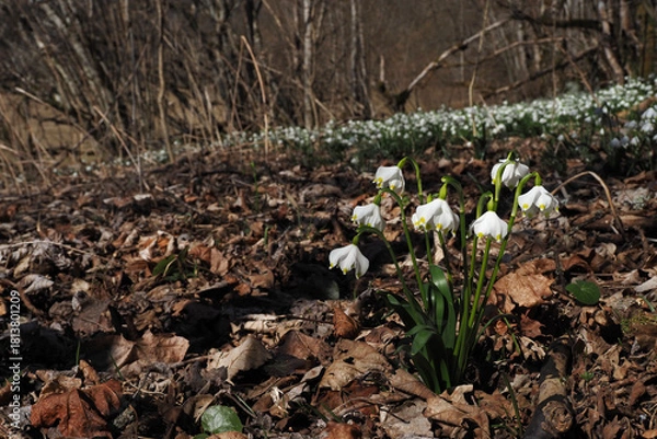 Fototapeta Märzenbecherblüte