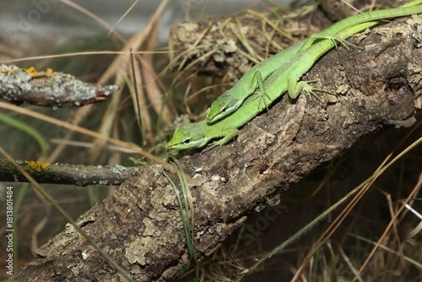 Obraz Small green lizards in grass