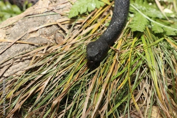 Obraz Dangerous black snake in grass