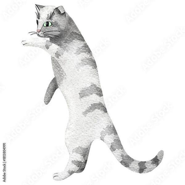 Obraz A gray tabby cat standing on its hind legs and playing, hand-drawn in watercolor. A British or Scottish Fold cat. A simple animal illustration.