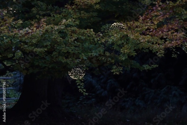 Obraz Tree in evening with light lampion
