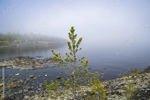 Fototapeta A foggy day on the shore of Lake Ladoga. Karelia, Russia.