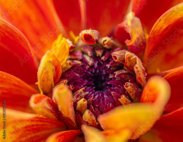 Obraz  Beautiful Flower Macro Shot