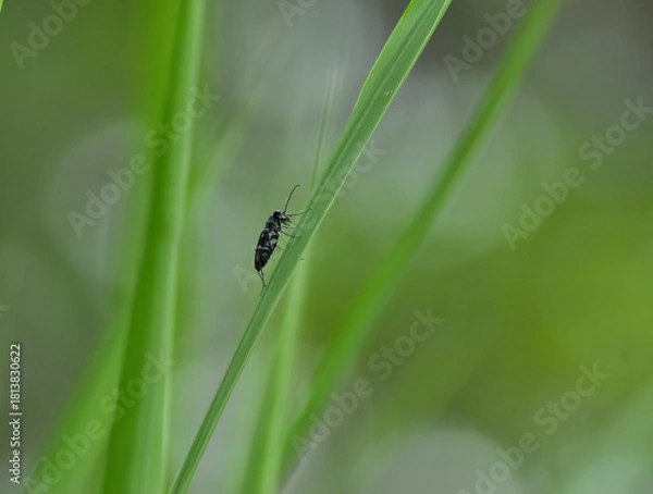 Obraz tiger beetle on a leaf