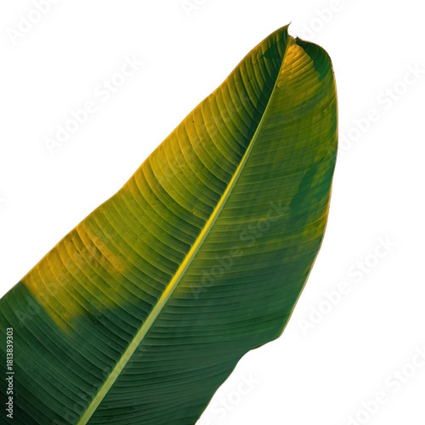 Fototapeta Close up of a large green banana leaf with golden light and water droplets on a black background