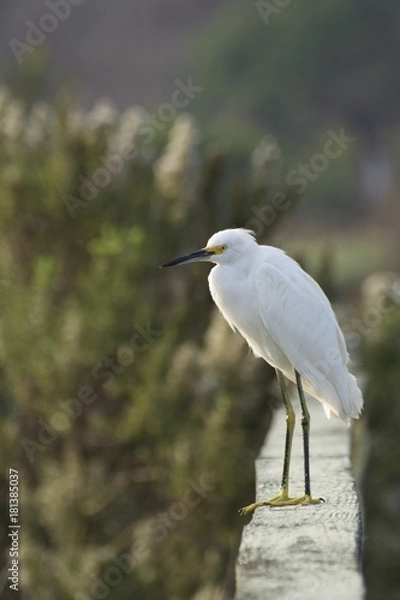 Obraz Snowy Egret