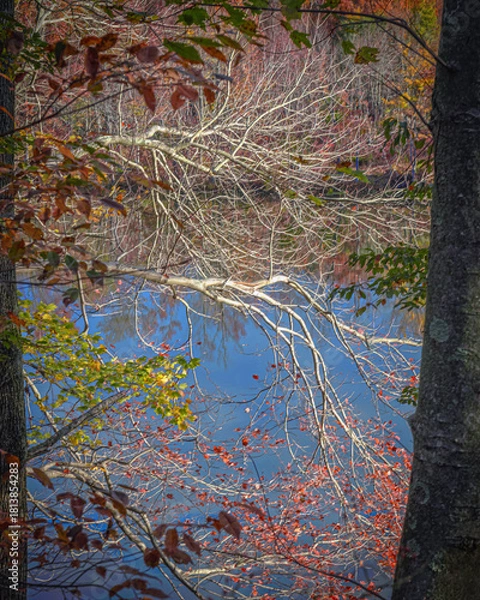 Obraz Abstract Branches