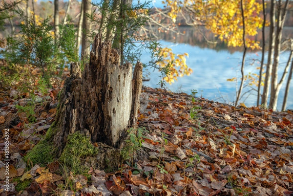 Obraz Autumn Stump
