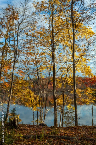 Obraz Golden Preserve