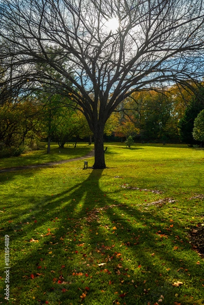 Obraz Bare Autumn Tree