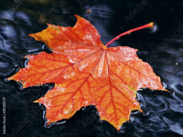 Fototapeta Maple leaf bright and colorful