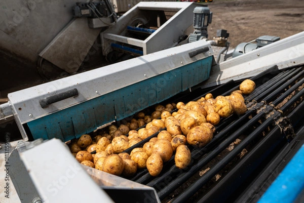 Fototapeta Pre-washed potatoes move on an industrial roller conveyor. This machine is part of the sorting and cleaning line in a high-quality potato starch production plant.