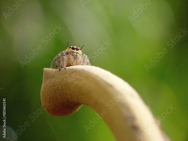 Obraz jumping spider on branch