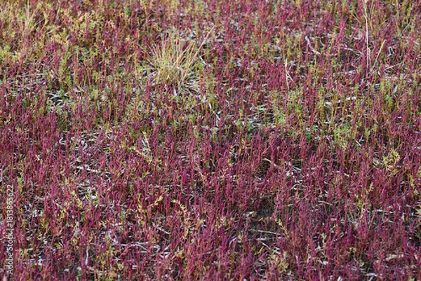 Obraz 赤く紅葉した秋のサンゴ草