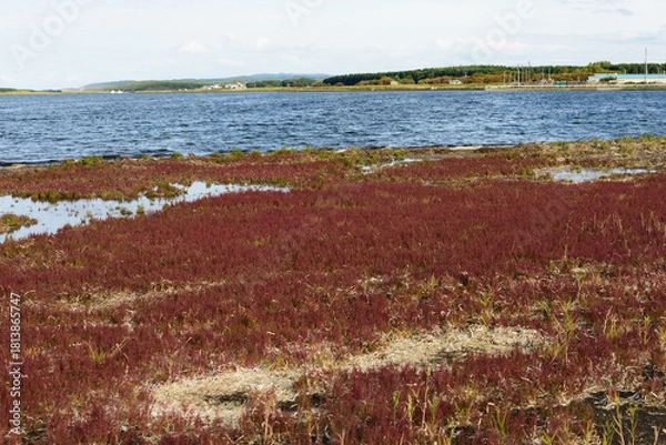 Obraz 赤く紅葉した秋のサンゴ草