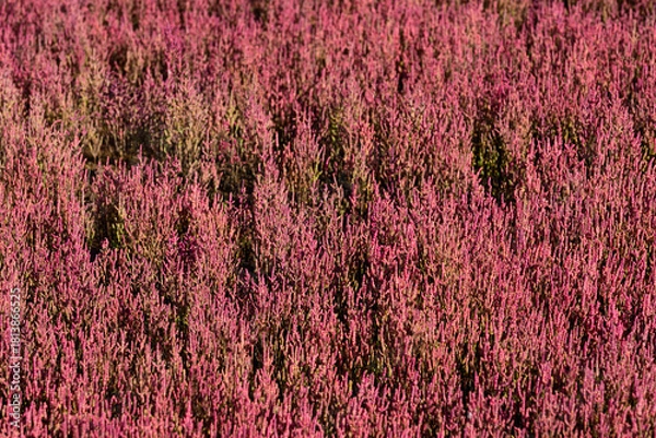 Obraz 赤く紅葉した秋のサンゴ草