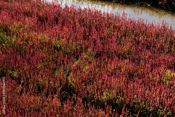 Obraz 赤く紅葉した秋のサンゴ草