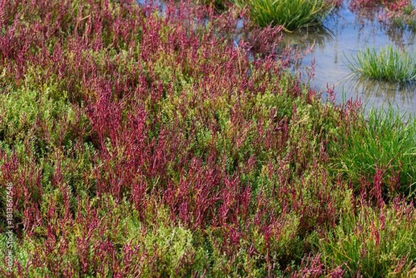 Obraz 赤く紅葉した秋のサンゴ草