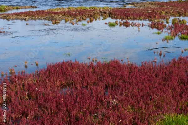 Obraz 赤く紅葉した秋のサンゴ草