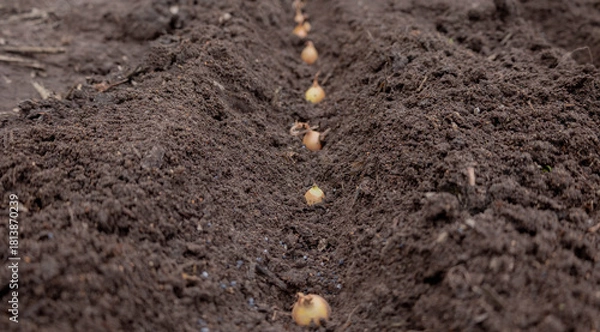 Obraz Planting winter onion: small bulbs in the furrow of prepared soil