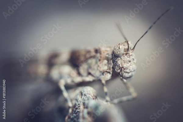 Fototapeta Grasshopper close-up macro front portrait