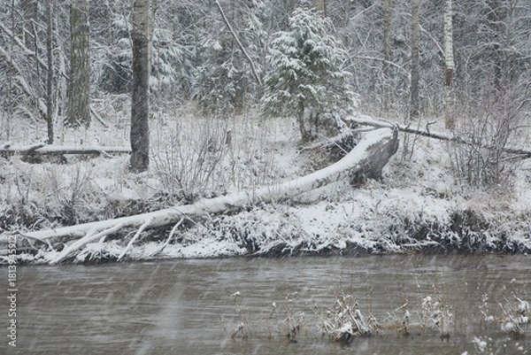 Fototapeta Landscape: snowfall in winter with a freezing river near the forest