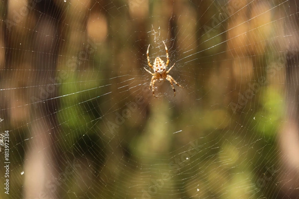 Fototapeta The common ragwort spider (Latin: Araneus diadematus) weaves a web in the forest.