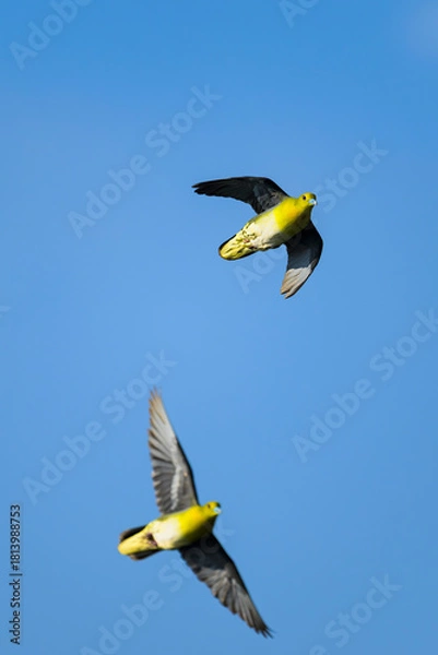 Obraz アオバト雄の飛翔