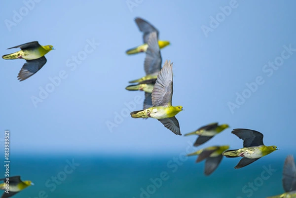 Obraz アオバト雌の飛翔