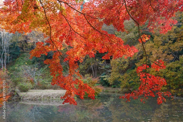 Fototapeta 紅葉の秋