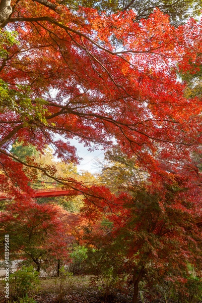 Fototapeta 紅葉の秋