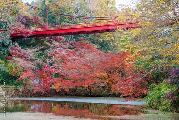 Fototapeta 紅葉の秋