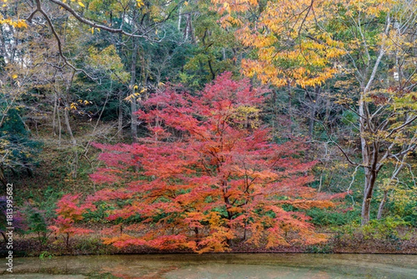 Fototapeta 紅葉の秋