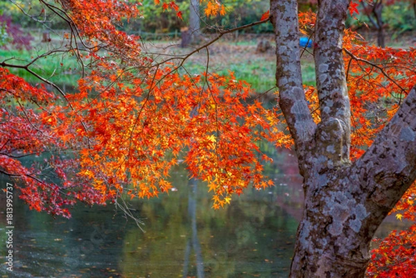 Fototapeta 紅葉の秋
